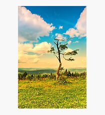 Lonely Tree Photographic Print