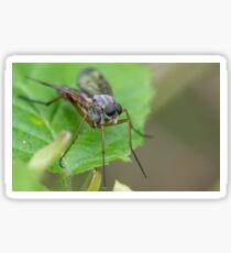 Robber fly Sticker