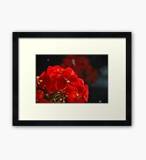 Precious One Framed Print