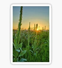 Common Mullein Sticker