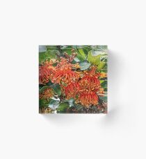 Queensland Crimson Firewheel tree Stenocarpus sinuatus 20180430 2673 Acrylic Block