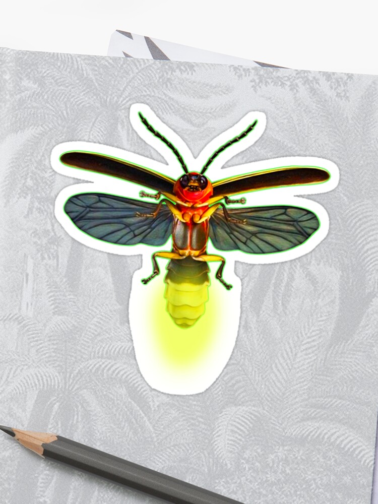 Firefly Insect Drawing