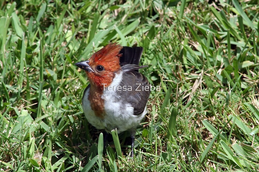 Female Red Crested Cardinal By Teresa Zieba Redbubble