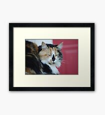 Cat and Red Door Framed Print