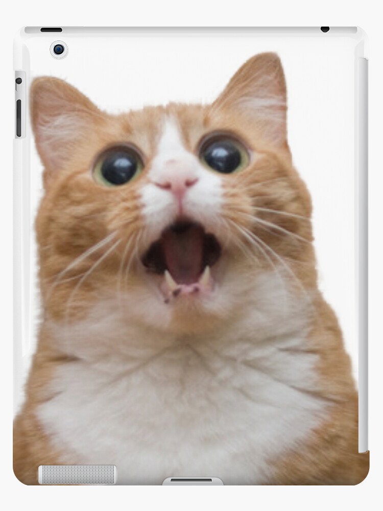 Funny Cat Face By Catherine Dolan Funny Cat Face By Catherine Dolan