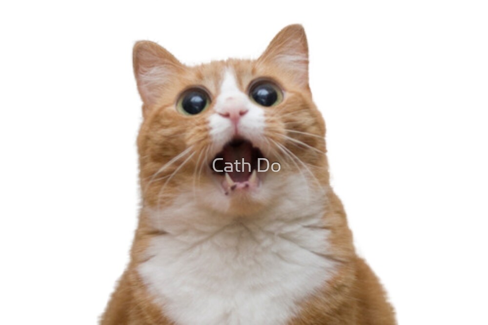 Get Funny Cat Gif Png PNG