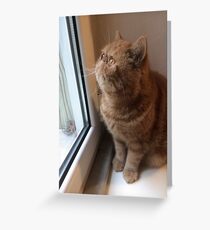 Bimbo looks out Greeting Card