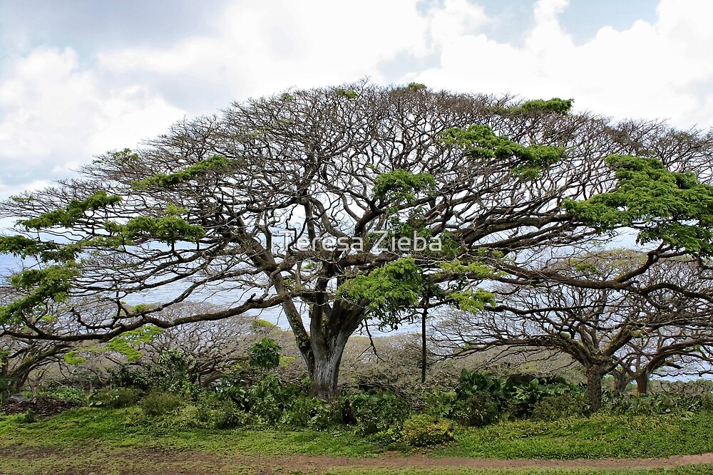 "Monkey Pod Tree" by Teresa Zieba | Redbubble