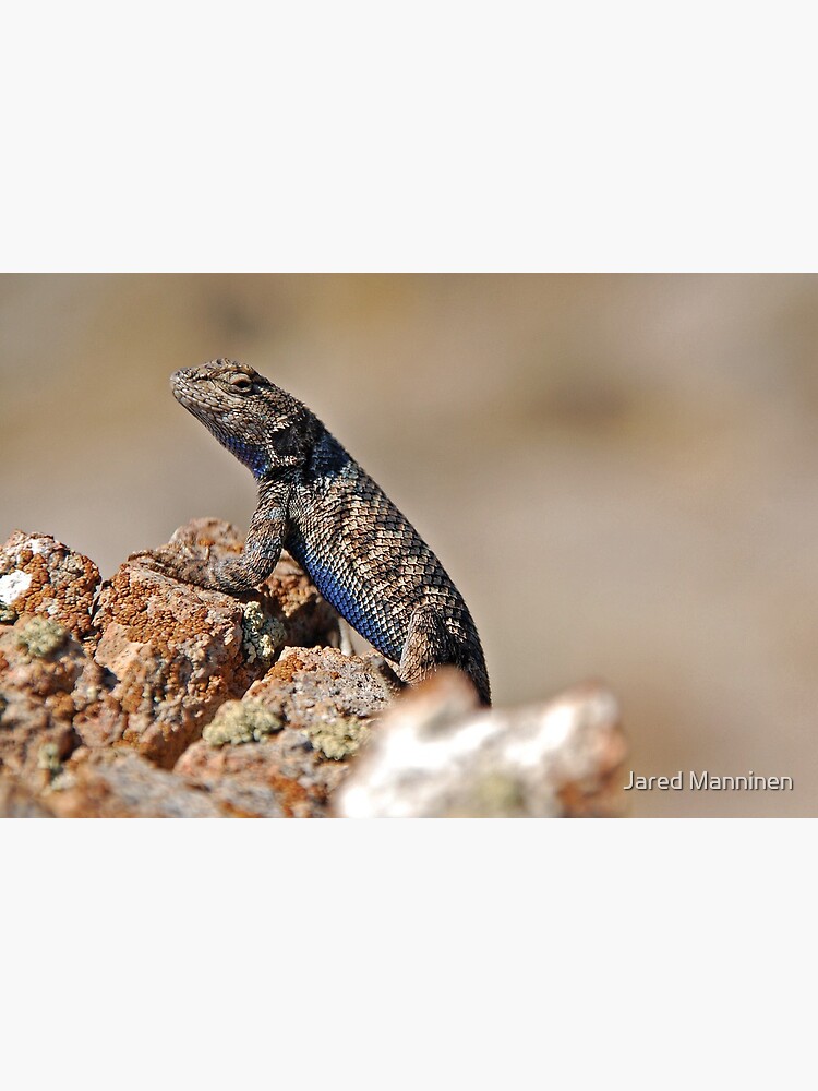 Nevada Lizard by JaredManninen