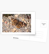Common Buckeye on the Rocks Postcards