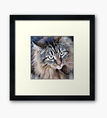 Maine Coon Cat What a Beauty Framed Print