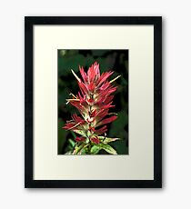 Indian Paintbrush Framed Print
