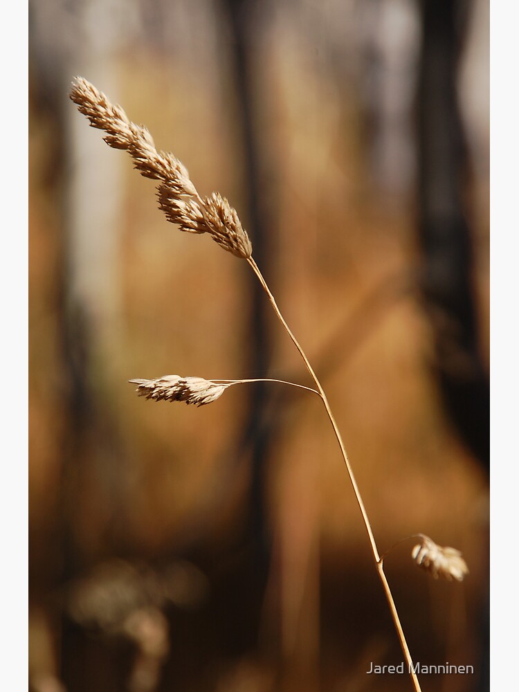 Autumn Grasses by JaredManninen