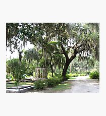 Savannah Photographic Print
