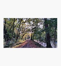 Walk Through the Trees Photographic Print