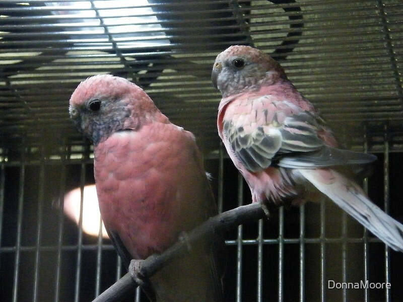 ""Pink Parakeets"" by DonnaMoore Redbubble