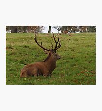 Cervus Elaphus Photographic Print