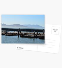 Lazy Seals in San Francisco Postcards