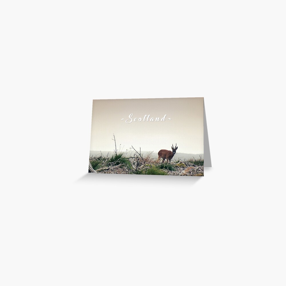 Deer in the Scottish Wilderness Greeting Card