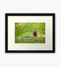 Alpine Marmot (Marmota marmota) Framed Print