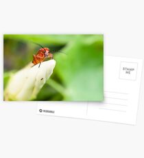 Red Soldier Beetle Postcards