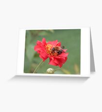 The Bee Greeting Card