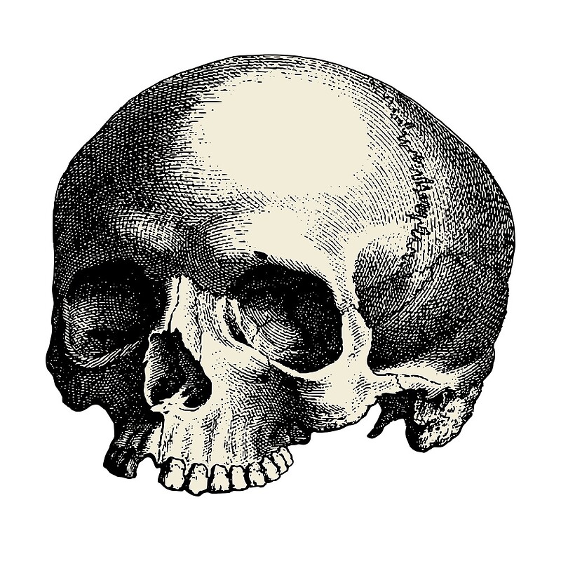 Skull PNG. Adams head Skull PNG.