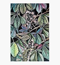 Chestnut tree Photographic Print