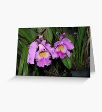 Orchid (16) Greeting Card
