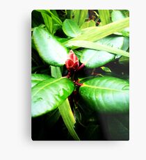Red Bud Metal Print