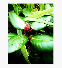 Red Bud Photographic Print