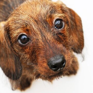 Dachshund dog pin, pewter look, pink eyes, very nice finish.