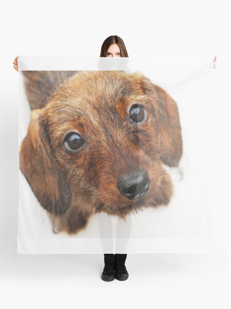Peach Basket Ketch Em Up Dachshund Puppy Wire Wirehair Hair