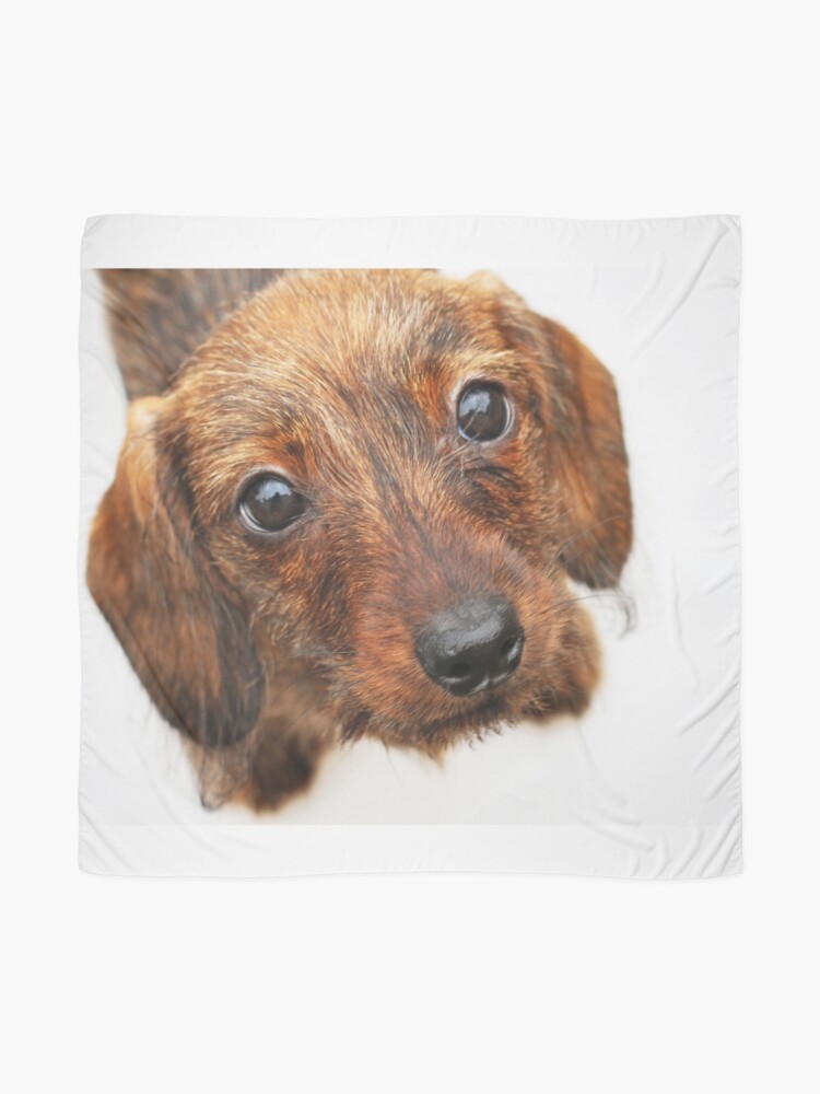 Peach Basket Ketch Em Up Dachshund Puppy Wire Wirehair Hair