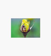 Yellow Flower Art Board