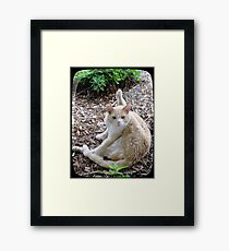 Buddy the Cat Framed Print