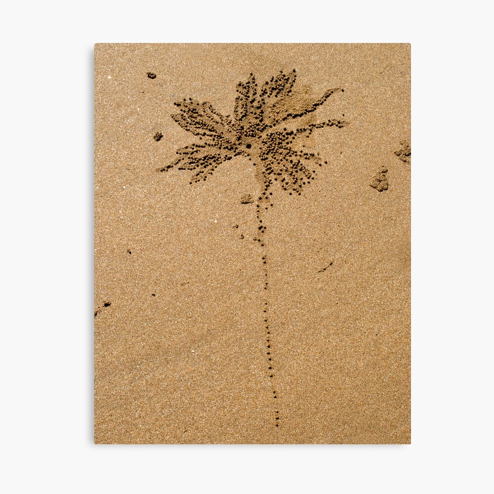 Clever Crab Canvas Print