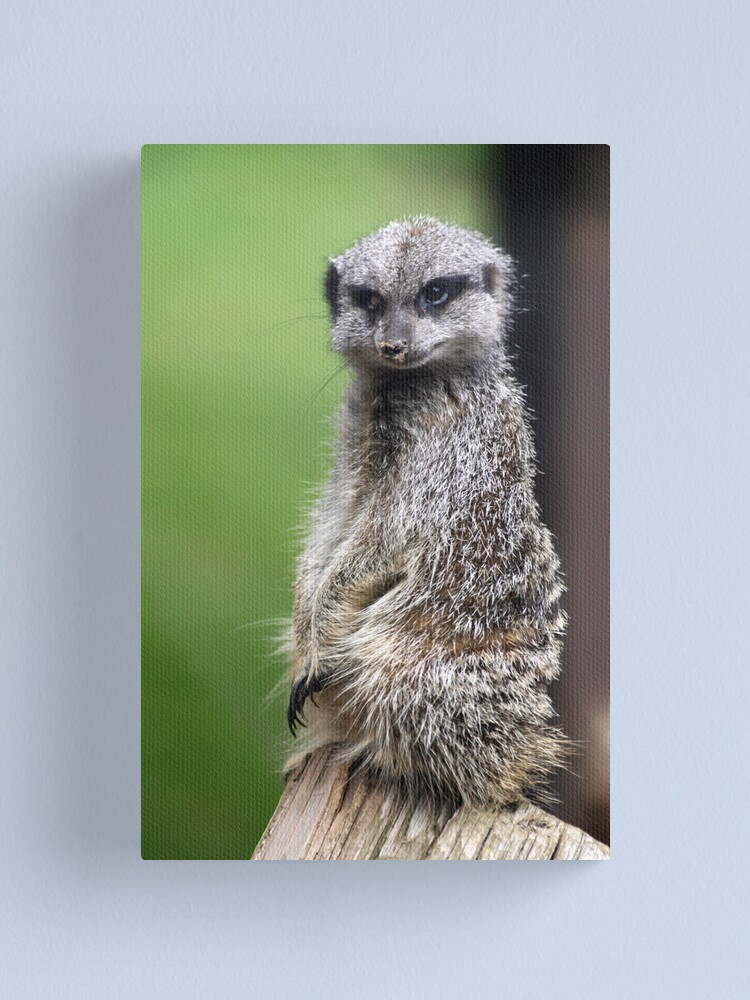 Alternate view of The Wily Meerkat Canvas Print