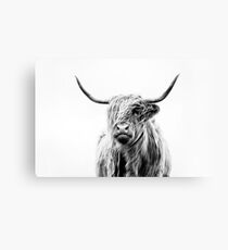 B+W Highland cow Canvas Print