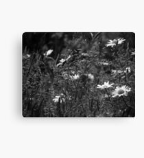 Shasta Daisies B&W Canvas Print