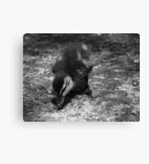 Duckling B&W Canvas Print