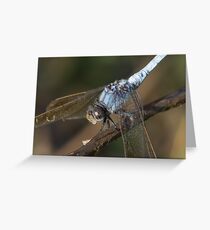 Blue Skimmer Portrait Greeting Card