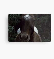 Dark Horse Metal Print
