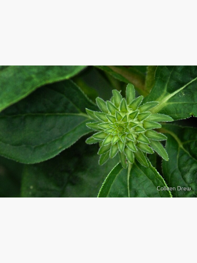 Cone Flower Beginnings by colgdrew
