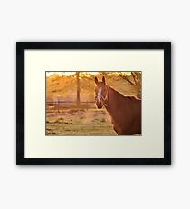 Good Morning Whiskers! Framed Print