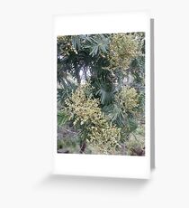Acacia Greeting Card