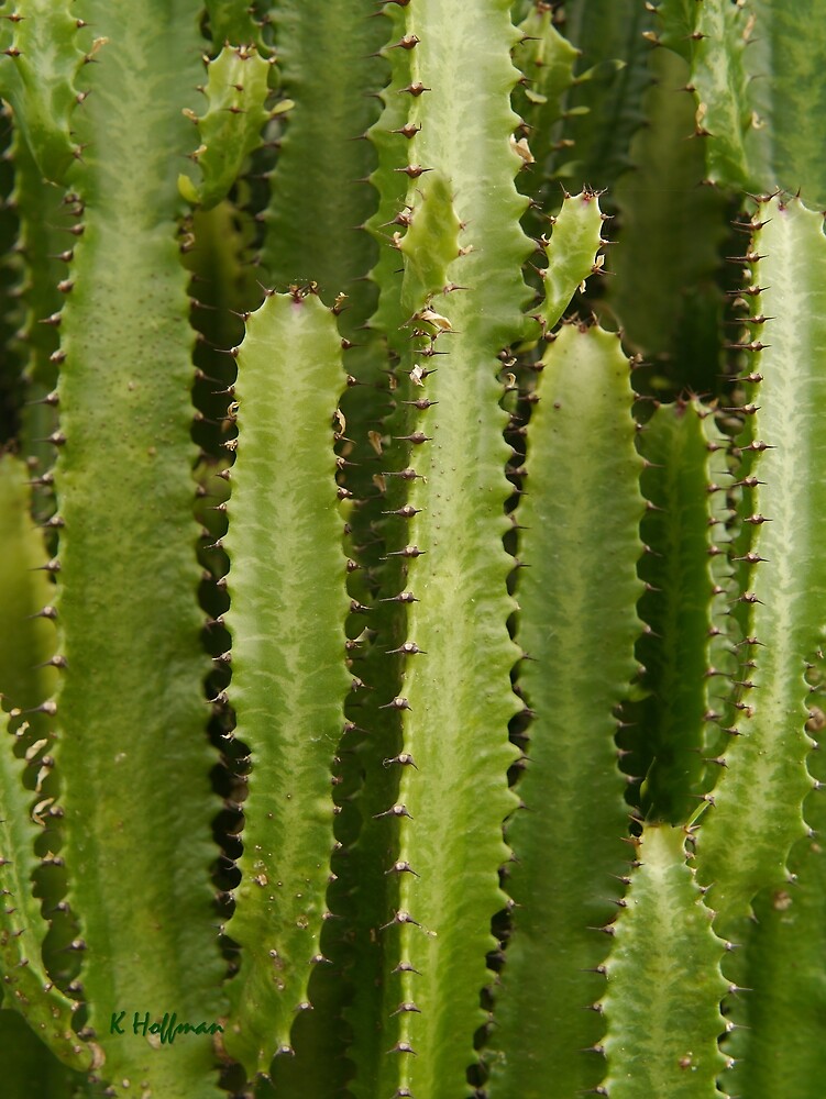 deathspank cactus forest