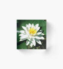 Lily on the Water Acrylic Block