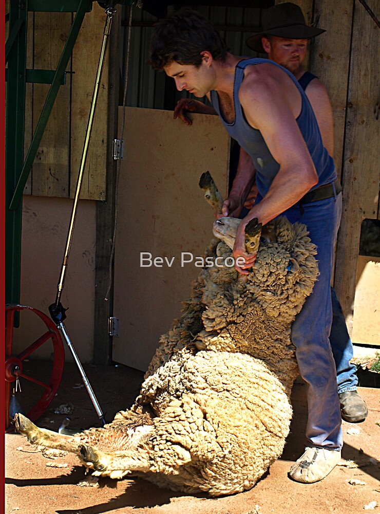 "Sheep Shearing, Lardner Park, Warragul, Victoria" by Bev Pascoe
