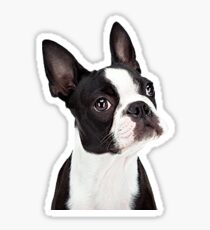 Boston Terrior Sticker